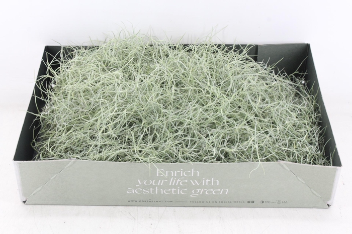 <h4>arr3 CP - Usneoides x6</h4>