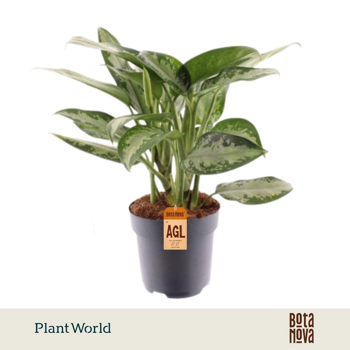 <h4>Aglaonema Jubilee Petite</h4>