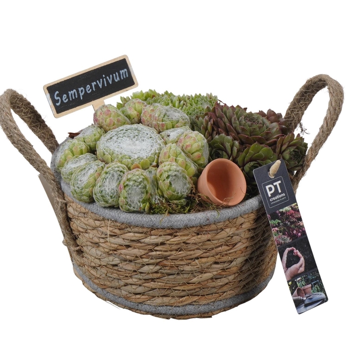<h4>PTS7375 Arrangement Sempervivum in rieten mand</h4>