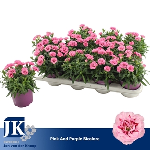 Dianthus P12 Pink Purple Bicolor TST