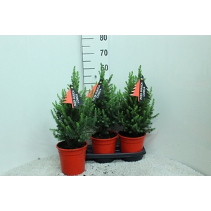 Picea glauca 'Conica'