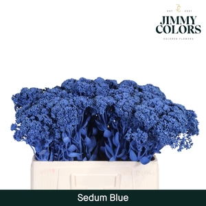 Sedum L55 Blue