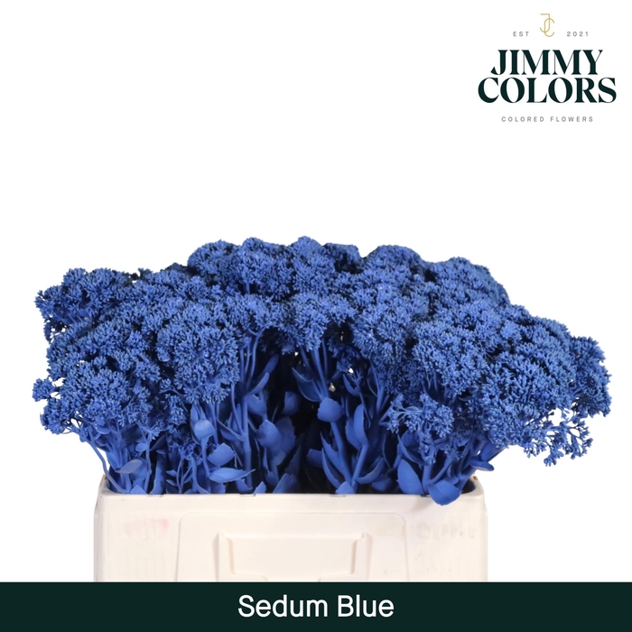 <h4>Sedum L55 Blue</h4>