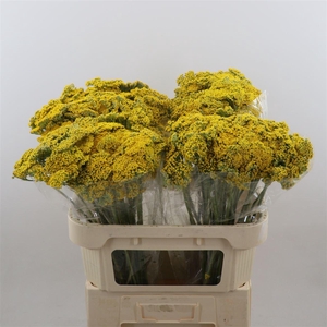 Achillea Parker's Variety