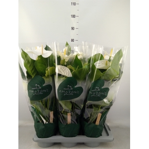 Anthurium andr. 'Samora'
