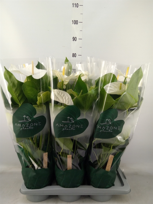 <h4>Anthurium andr. 'Samora'</h4>