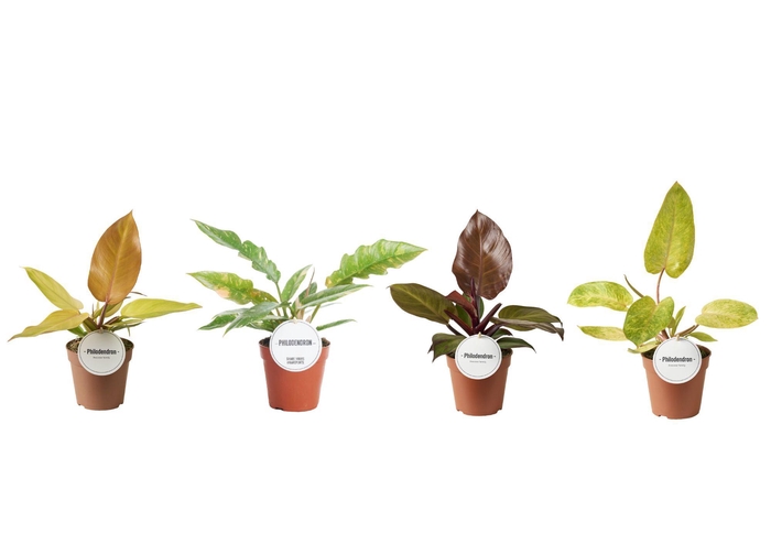 <h4>Philodendron Mix</h4>