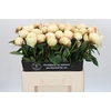 Paeonia Dr F.G. Brethour