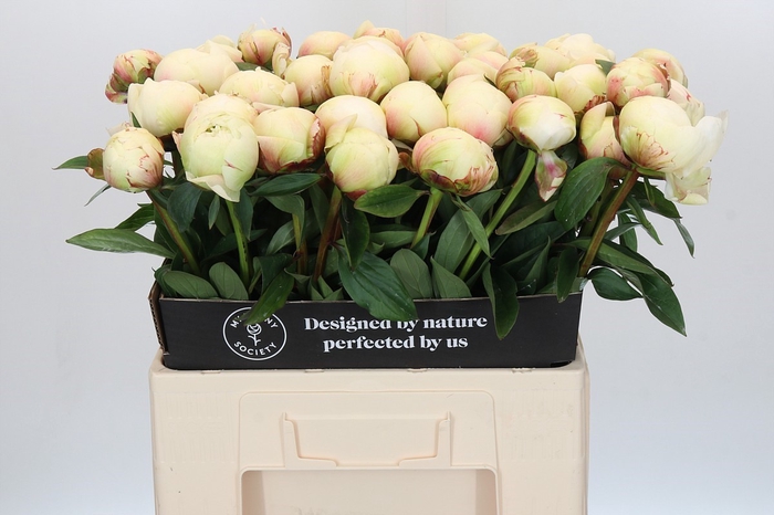 Paeonia Dr F.G. Brethour