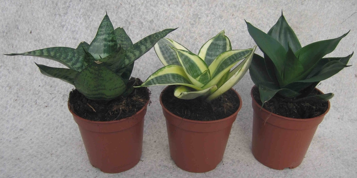 <h4>SANSEVIERIA TRIFASCIATA P6 MIX</h4>