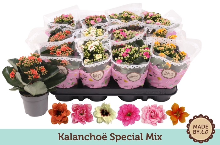Kalanchoe
