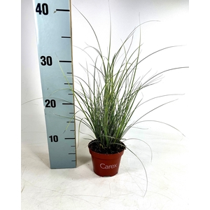 Carex brunnea Variegata