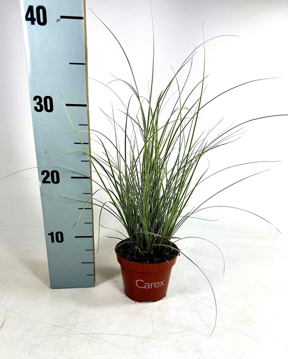 <h4>Carex brunnea Jubilo p10,5</h4>