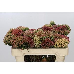 Kaaps Groen Red Brunia Medium