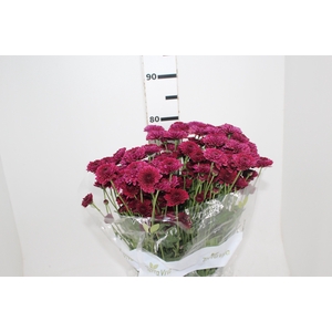 CRISANTEMO SANTINI JINDA 080 CM