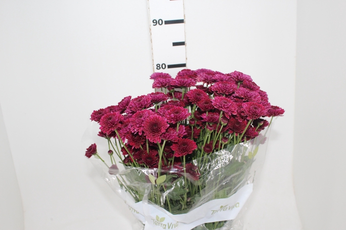 <h4>CRISANTEMO SANTINI JINDA 080 CM</h4>
