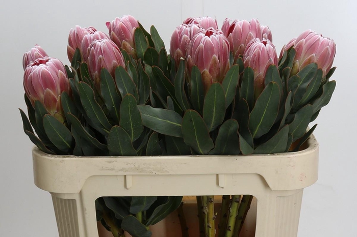 <h4>Protea Carnival</h4>