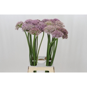 ALLIUM  'PINK JEWEL'