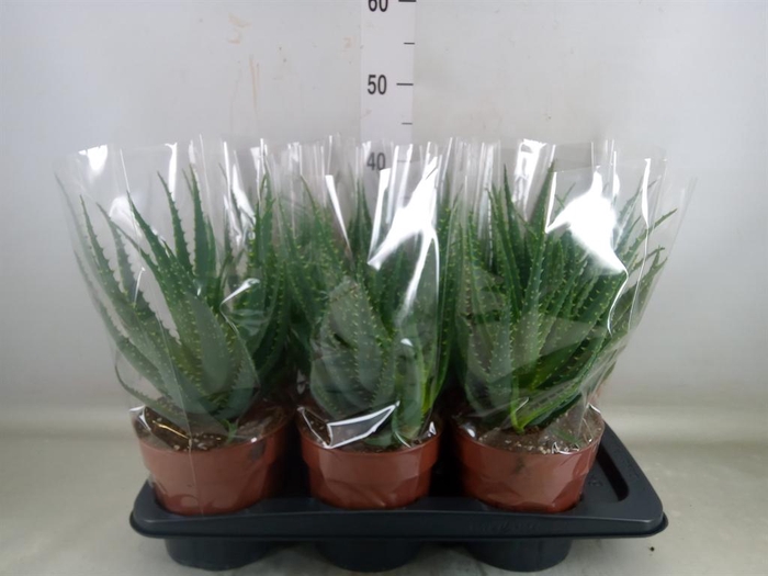 <h4>Aloe arborescens</h4>