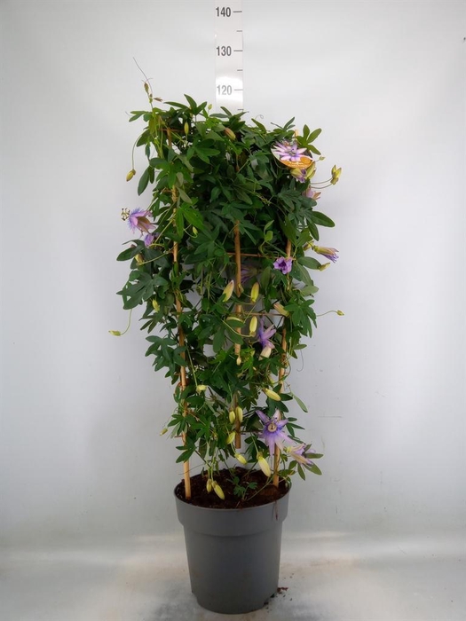 <h4>Passiflora caerul.</h4>