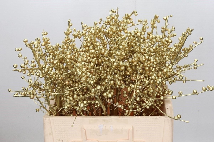 <h4>Ilex Ve Klb Goud</h4>