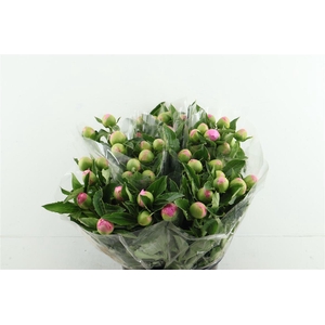 Paeo L Mr Jules Elie 50cm