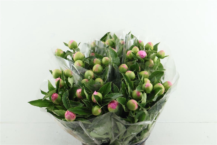 <h4>Paeo L Mr Jules Elie 50cm</h4>