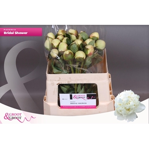 Paeonia Bridal Shower | Heavy Quality