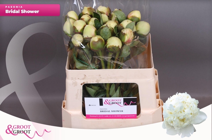 <h4>Paeonia Bridal Shower | Heavy Quality</h4>