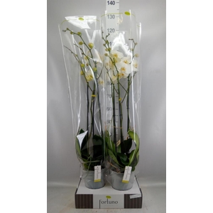 Phalaenopsis   ...white