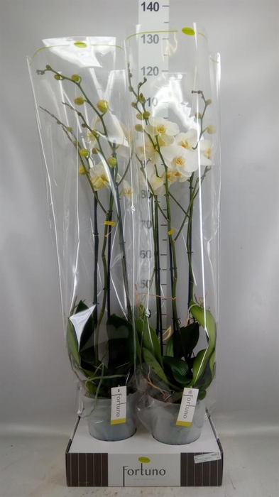 <h4>Phalaenopsis   ...white</h4>