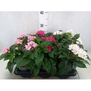 Pentas lanceolata 'Starclust' ..mix