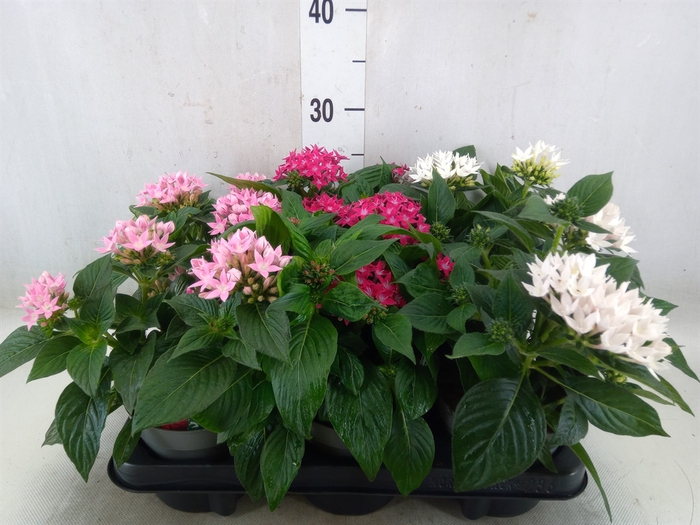 <h4>Pentas lanceolata 'Starclust' ..mix</h4>