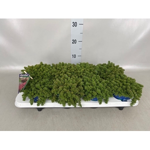 Sedum album 'Coral Carpet'