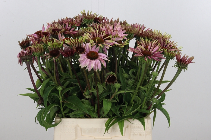 Echinacea Purpurea Bloem