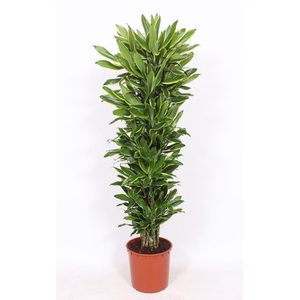 Dracaena Golden Coast