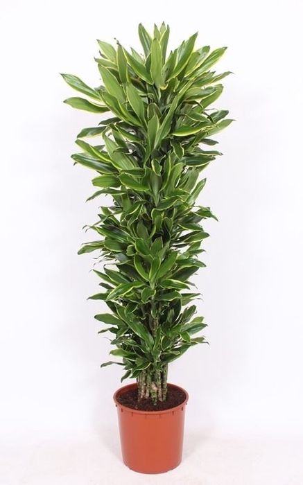 Dracaena Golden Coast