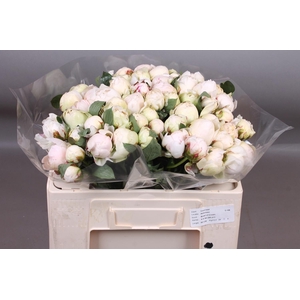 PAEO L BOWL OF CREAM