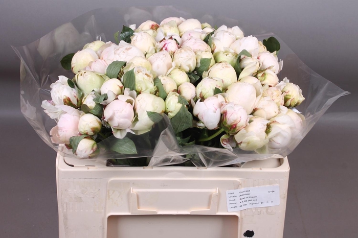 <h4>PAEO L BOWL OF CREAM</h4>