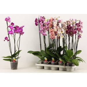 Phal Gem