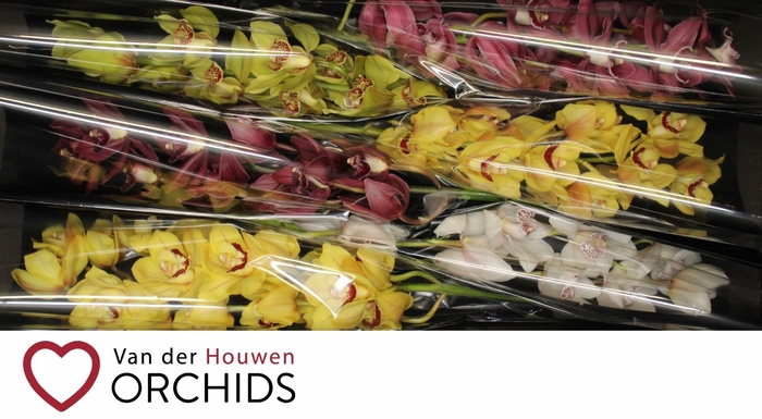 <h4>70 cm gemengd</h4>