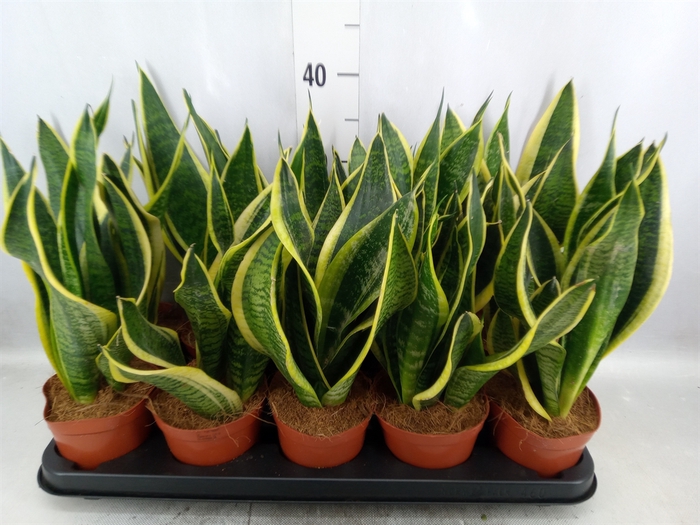 Sansevieria trifa. 'Futura Superba'