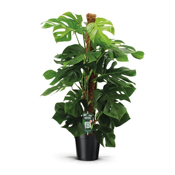 <h4>Monstera Pertusum</h4>