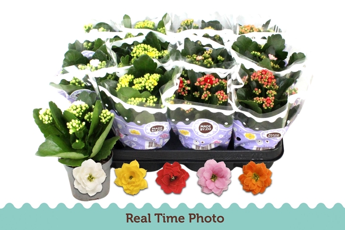 <h4>KAL GE GEM 5 KL</h4>