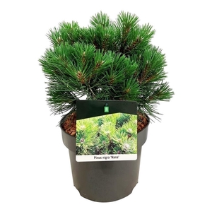 Pinus nigra 'Nana'