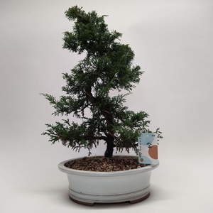 Juniperus Itoigawa S-shape Bonsai 30 cm (herkomst: Japan)