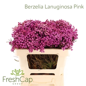 Berzelia Lanuginosa Pink