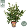 Camellia sasanqua