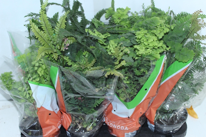 <h4>AVENCA VARIADA P15</h4>