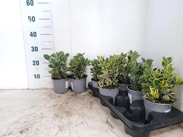 <h4>EUONYMUS JAP GEM</h4>
